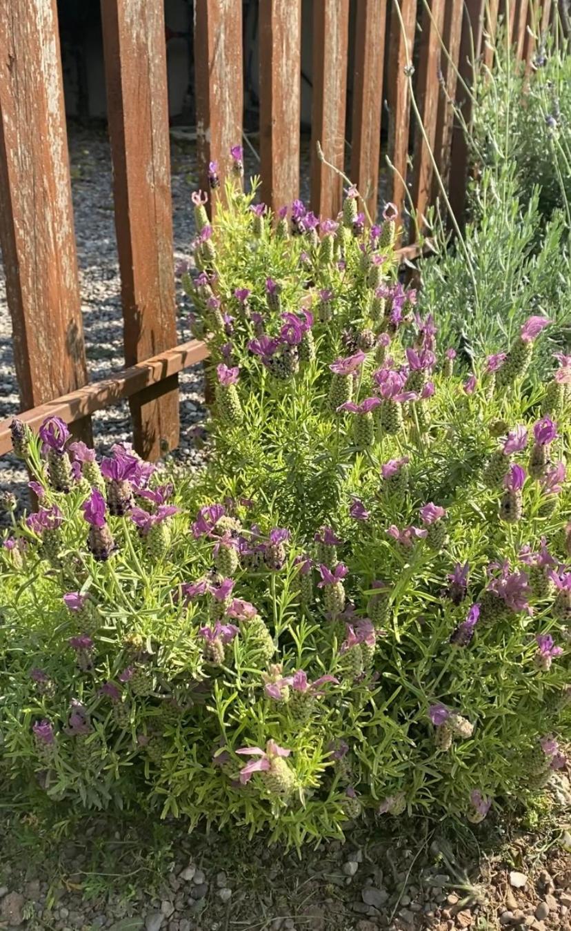 Lavender Farm House Nafpaktos Exterior photo